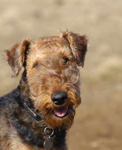 Airedale Terrier 01