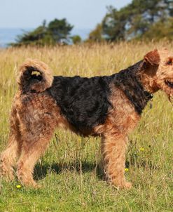 Airedale Terrier 02