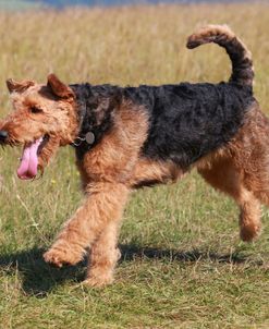 Airedale Terrier 03