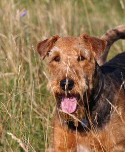 Airedale Terrier 04