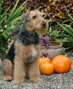 Airedale Terrier 15