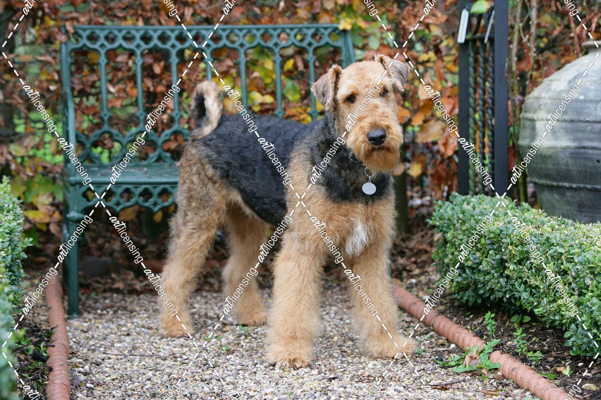 Airedale Terrier 16