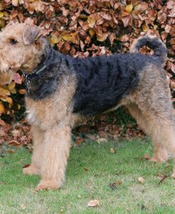 Airedale Terrier 17
