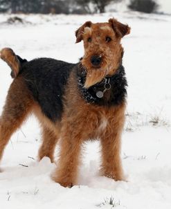 Airedale Terrier 18