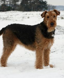 Airedale Terrier 19