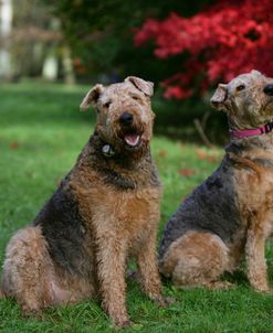 Airedale Terrier 20
