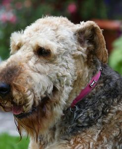 Airedale Terrier 11
