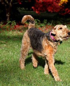 Airedale Terrier 12