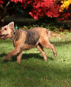 Airedale Terrier 13