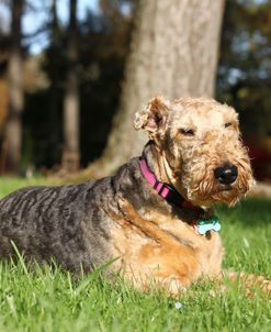 Airedale Terrier 14