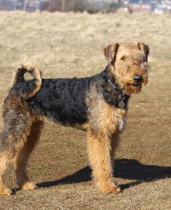 Airedale Terrier 25