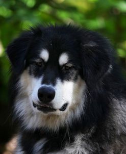 Alaskan Malamute 01