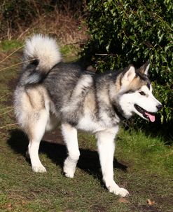 Alaskan Malamute 02