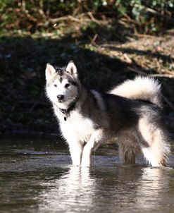 Alaskan Malamute 03