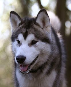 Alaskan Malamute 04