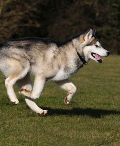 Alaskan Malamute 05