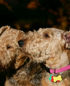 Airedale Terrier 21
