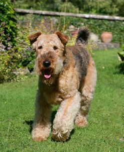 Airedale Terrier 22
