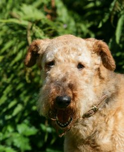 Airedale Terrier 23