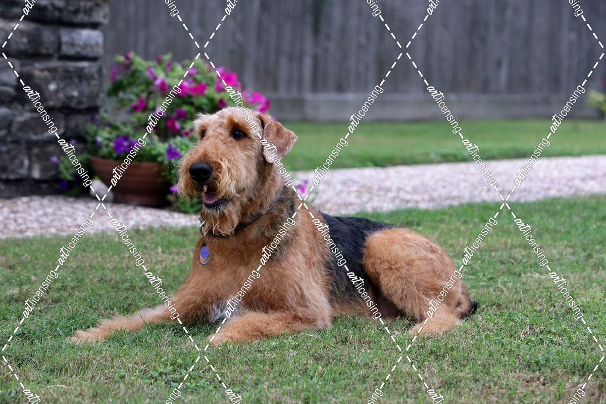 Airedale Terrier 24