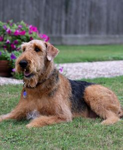 Airedale Terrier 24