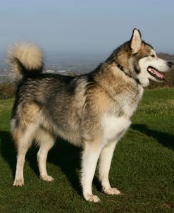 Alaskan Malamute 10