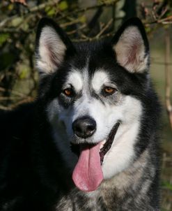 Alaskan Malamute 11