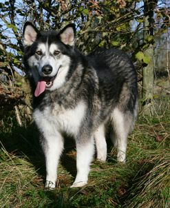 Alaskan Malamute 12