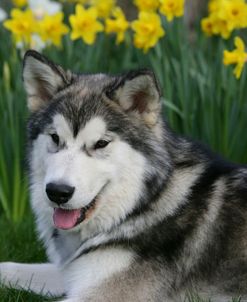 Alaskan Malamute 13