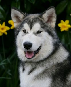 Alaskan Malamute 14