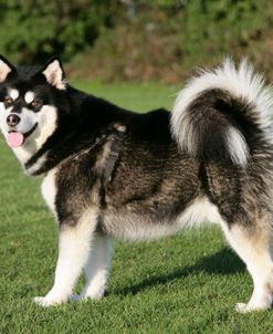 Alaskan Malamute 15