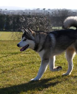 Alaskan Malamute 06