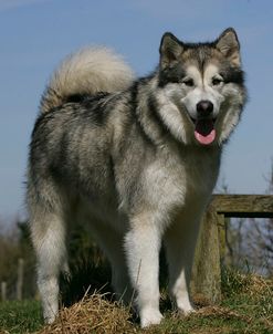 Alaskan Malamute 07