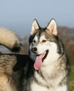 Alaskan Malamute 08