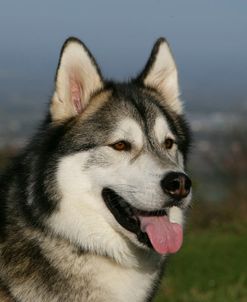 Alaskan Malamute 09