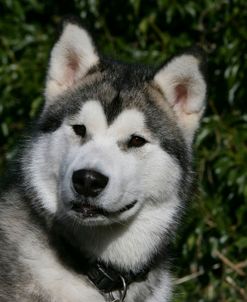 Alaskan Malamute 20