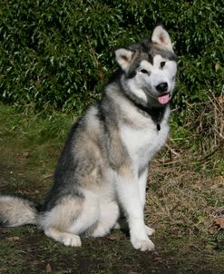 Alaskan Malamute 21