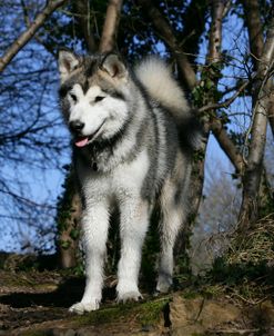 Alaskan Malamute 22