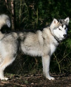 Alaskan Malamute 24