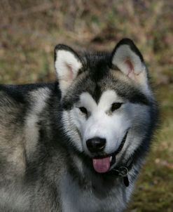 Alaskan Malamute 25