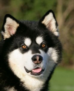 Alaskan Malamute 16