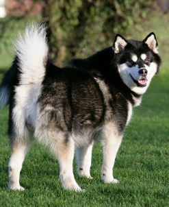 Alaskan Malamute 17