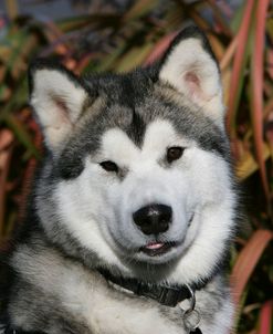 Alaskan Malamute 18