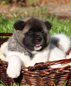 Japanese Akita 07