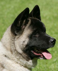 Japanese Akita 08