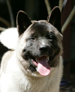 Japanese Akita 09