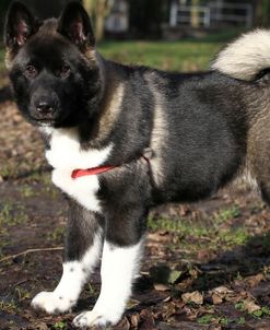 Japanese Akita 01