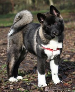 Japanese Akita 02