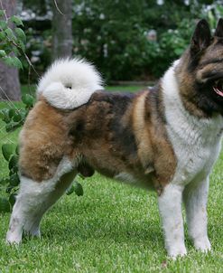 Japanese Akita 16