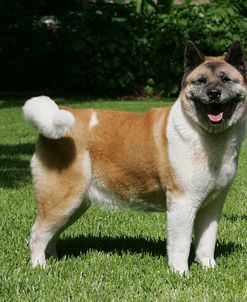 Japanese Akita 17